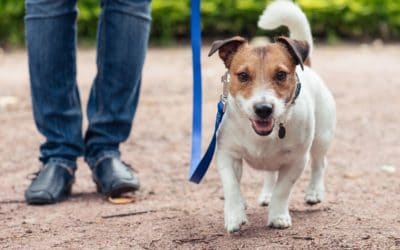 Walking Your Dog and Where to Start