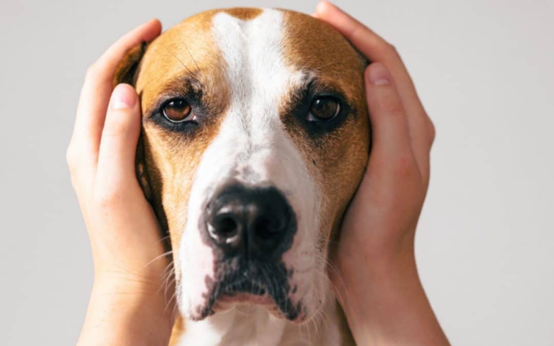 Stress in Dogs, and How to Help Them