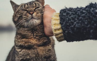 Why Cats Make the Perfect Pets