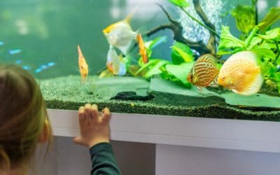 Why Fish Are the Perfect First Pets for Kids