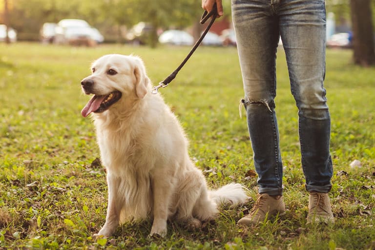 Dog walking SAN ANTONIO, NEW BRAUNFELS, SHERTZ