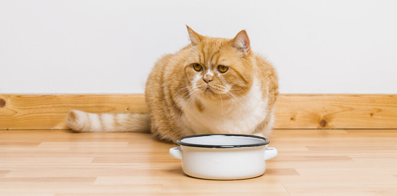 A Simple Guide To Cat Feeding Times