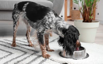 Cute cocker spaniel eating dog food from bowl in a living room