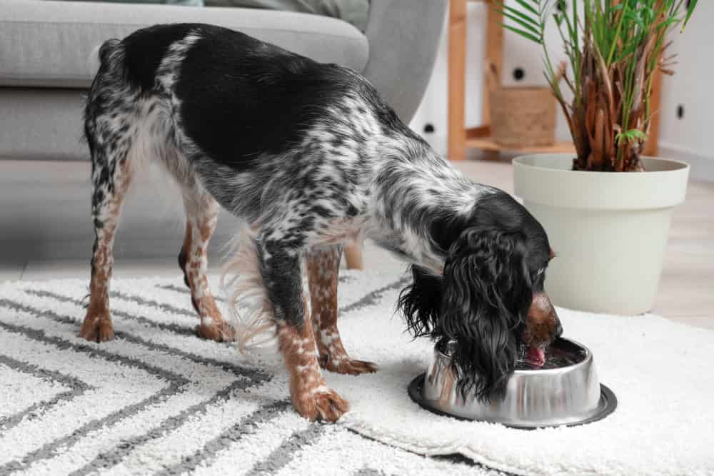 Easy Guide to Switching Your Dog’s Food