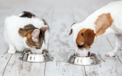 how to choose the right pet food