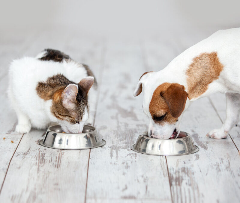 How To Choose The Right Pet Food