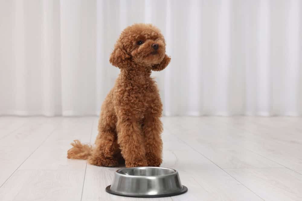 Cute Maltipoo dog near feeding bowl indoors.