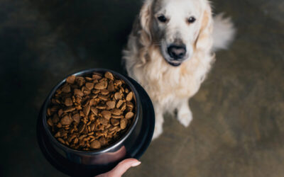 How Often Should You Feed Your Dog?