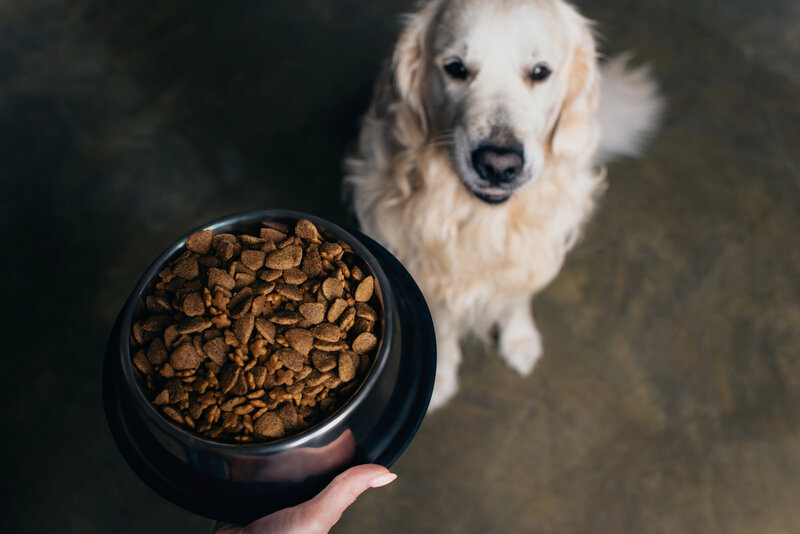 How Often Should You Feed Your Dog?