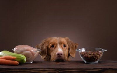 understanding raw diets for pets myths benefits and guidelines