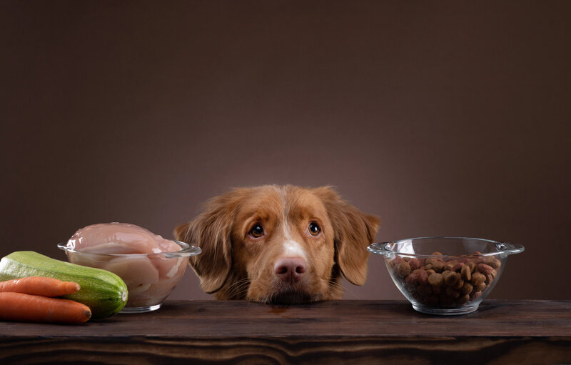 Understanding Raw Diets For Pets: Myths, Benefits, And Guidelines