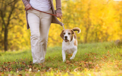 Balancing Diet and Exercise for a Healthy Pet