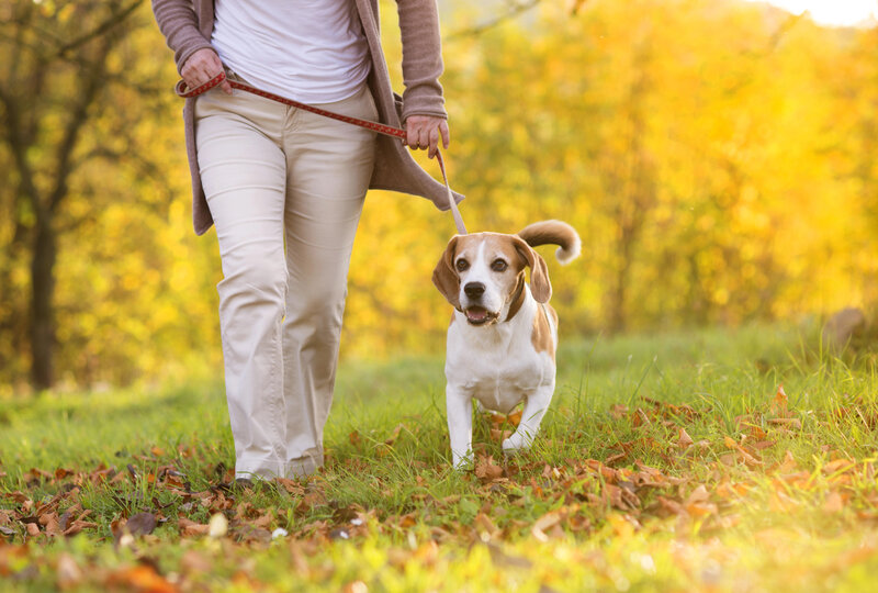 Balancing Diet and Exercise for a Healthy Pet