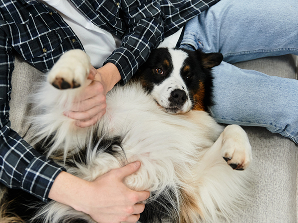 Person cuddling a fluffy dog on couch.