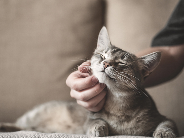 Person petting a relaxed, gray tabby cat.