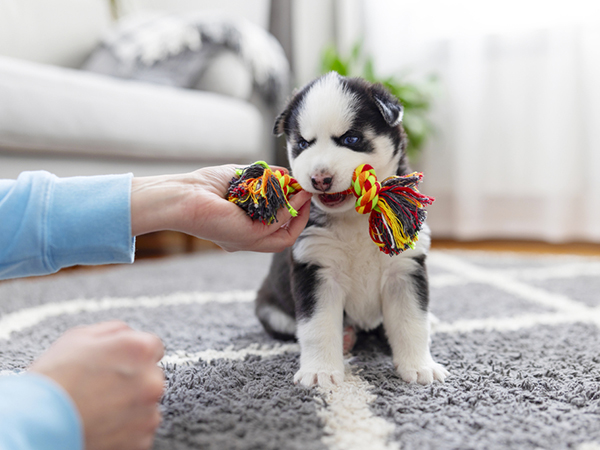 Husky puppy playing with colorful rope toy indoors.