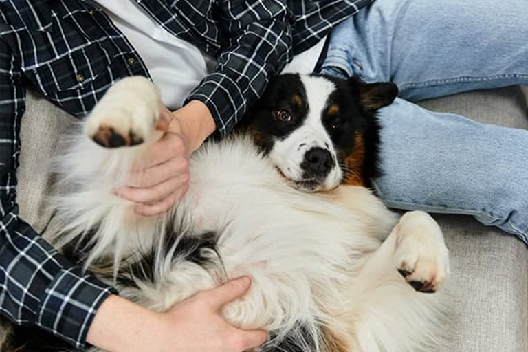 live in pet care services Dog relaxing on person's lap, getting belly rub.