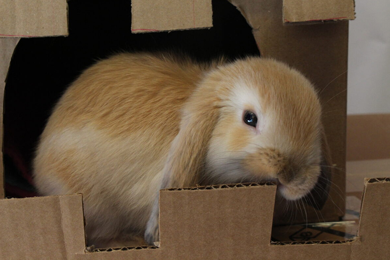 pet sitting services Rabbit peeking from a cardboard box.