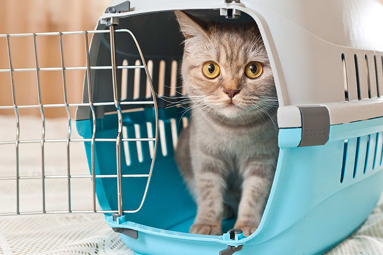 pet taxi services pet taxi services