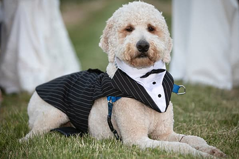 pet wedding attendant services Dog in tuxedo lying on grass at wedding.