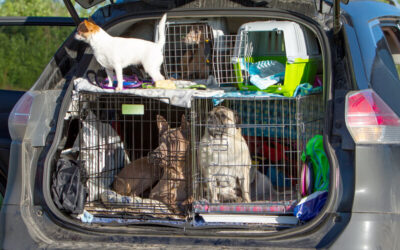 tips for emergency evacuation with pets