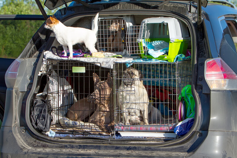 Tips For Emergency Evacuation With Pets