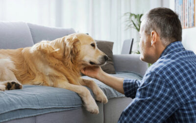Resources For Pet Poisoning Emergencies