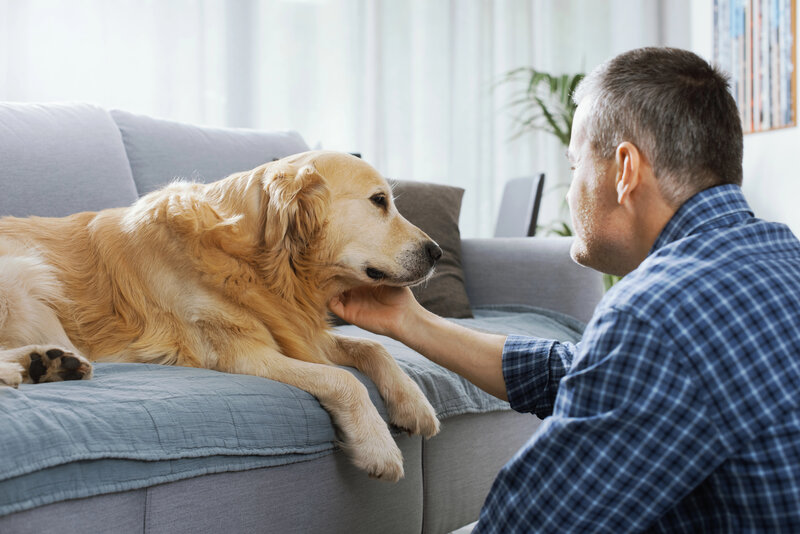 Resources For Pet Poisoning Emergencies