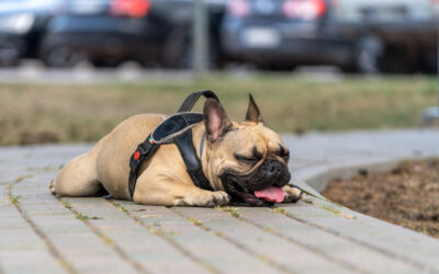 understanding heatstroke in pets