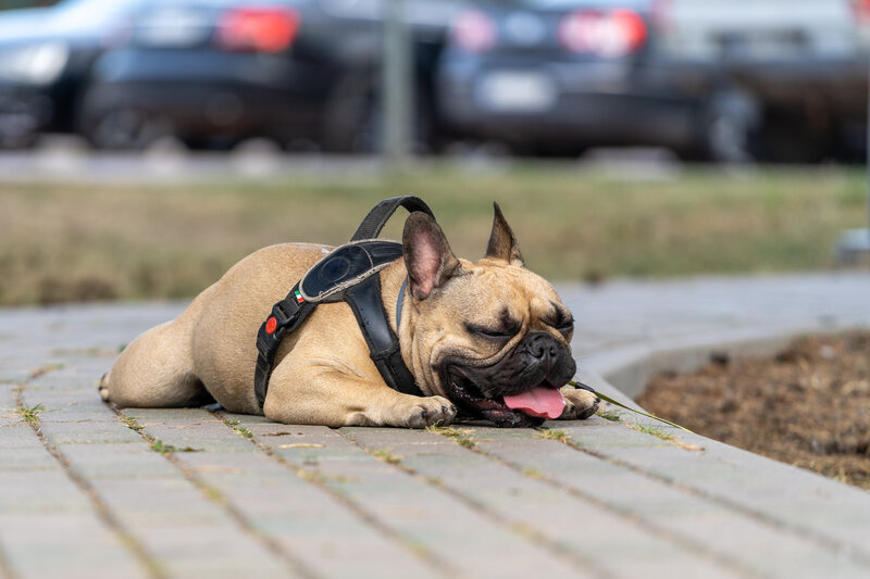 Understanding Heatstroke In Pets