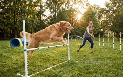 Dog jumping over agility hurdle outdoors
