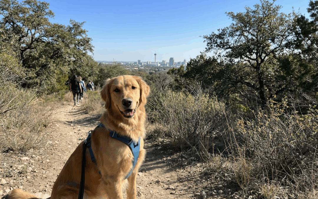 Dog-Friendly Hiking Trails in San Antonio: A Local’s Guide