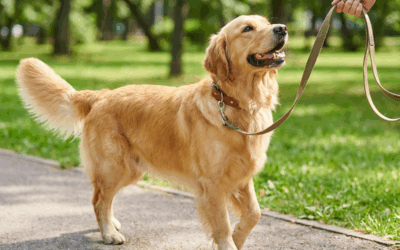 San Antonio Dog Leash Laws: What Every Dog Owner Needs to Know