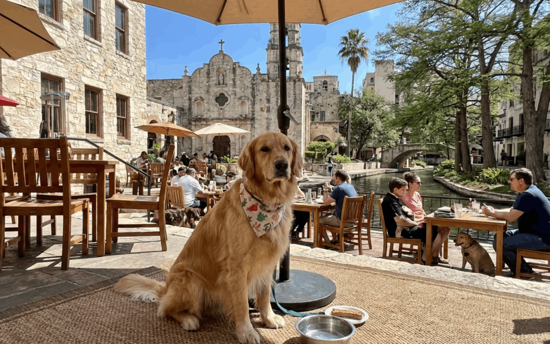 Dog-Friendly Neighborhoods in San Antonio: A Local Pet Care Guide
