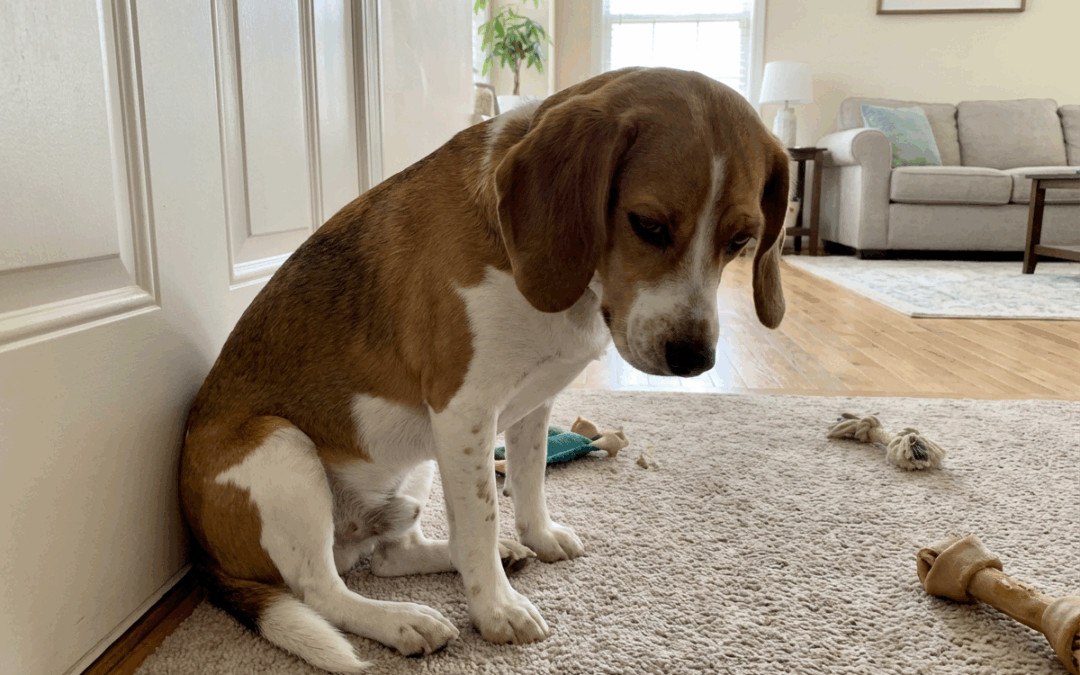 How to Prepare Your Dog for Your Return to the Office