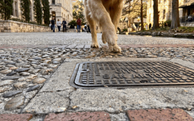 Dog walking on San Antonio